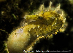 Seahorses during childbirth by Immacolata Moccia 